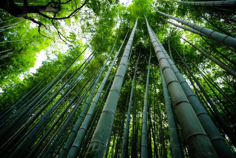 5 ting du kan bruge bambus til